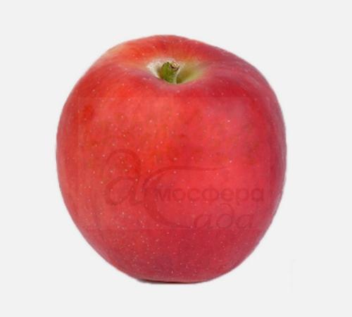 Яблоня Кримсон Крисп - имунный сорт